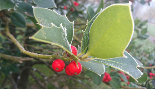 Close-up of red plant