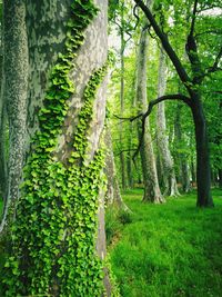 Trees growing in forest