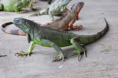 High angle view of lizard on wood
