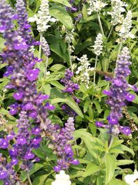 Close-up of purple flowers blooming outdoors