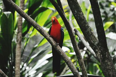 Bird perching on tree