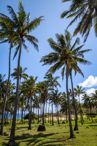 Coconut palm trees against sky