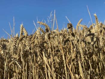 Close-up of wheat growing on field against sky