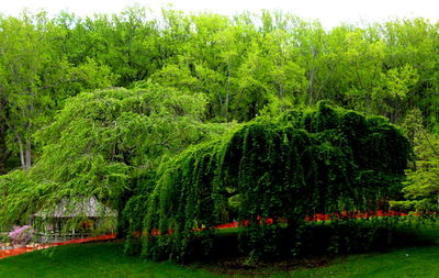 Ivy growing on tree