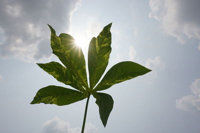 Low angle view of leaves against sky