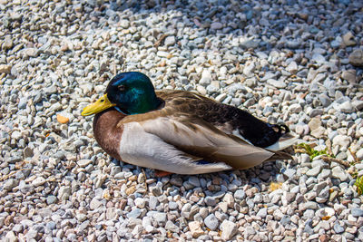 Close-up of mallard duck on pebbles