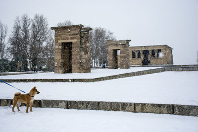 View of dog on snow covered field