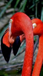 Close-up of red bird