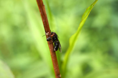 Close-up of insect on plant