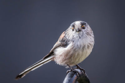 Close-up of bird perching on a branch