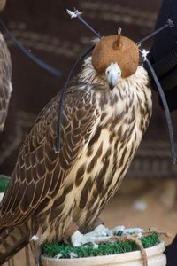 Close-up of bird perching outdoors