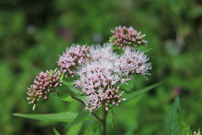 Close-up of purple flowering plant