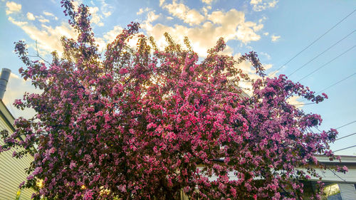 Low angle view of pink flowering tree against sky