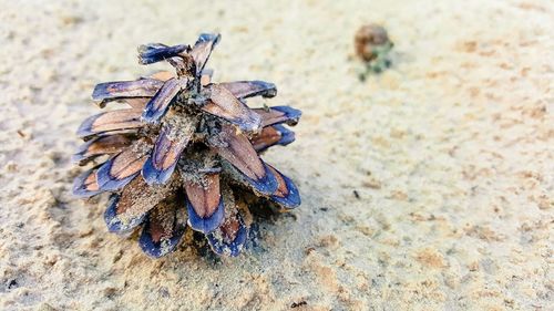 Close up of plant against blurred background