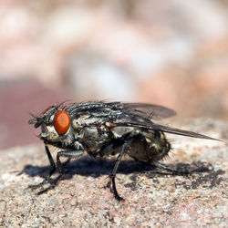 Close-up of housefly