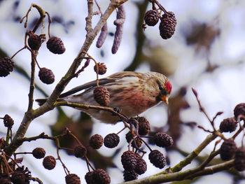 Close-up of bird perching on tree during winter