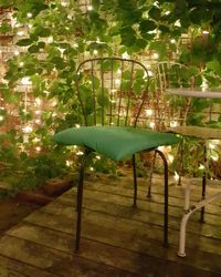 View of an animal on table