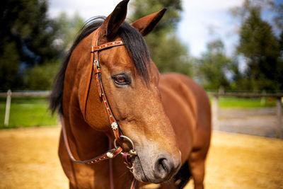 Close-up of horse