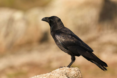 Close-up of bird perching