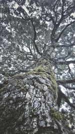 Low angle view of trees in forest