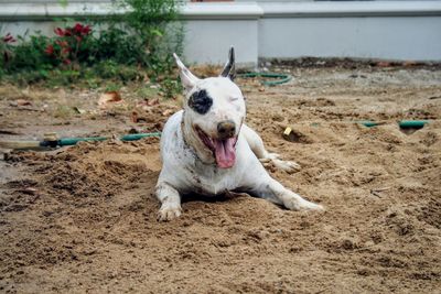 Portrait of dog running on field