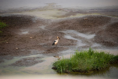 View of birds on beach