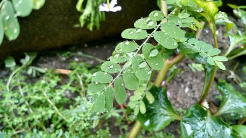 Close-up of plant