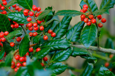 Close-up of red berries growing on plant