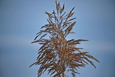 Low angle view of plant against clear blue sky