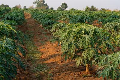 Plants growing on field