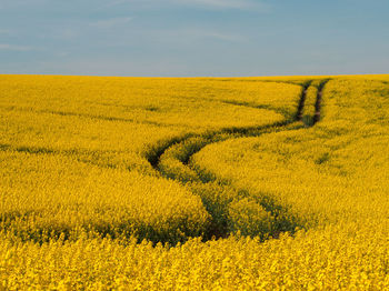 Scenic view of field against yellow sky