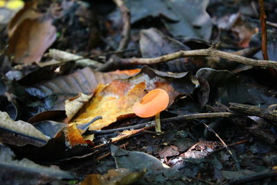 Close-up of mushroom on autumn leaves