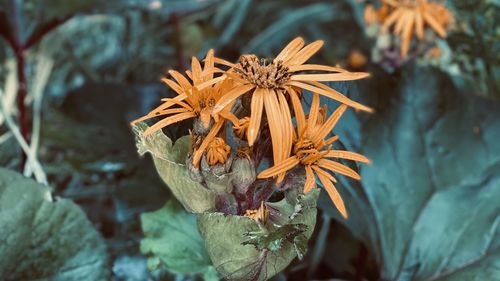 Close-up of wilted flower