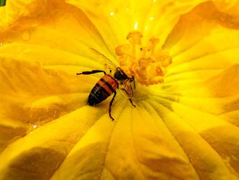 Close-up of insect on yellow flower