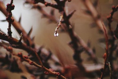 Close-up of flowers on branch