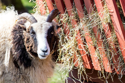 Portrait of goat