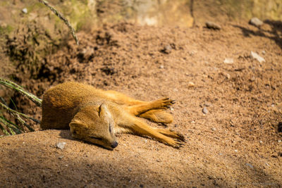 Close-up of meerkat lying down