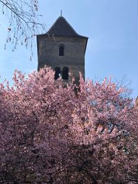 Low angle view of pink flowering tree against sky