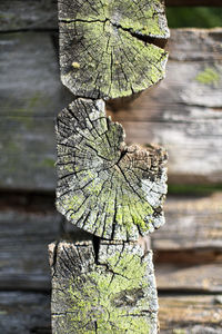 Close-up of plant against tree in forest