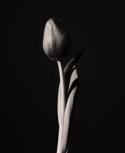 Close-up of white flower against black background