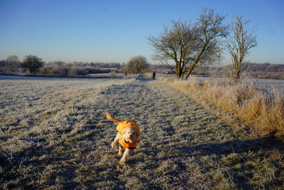 Dog running on field against sky