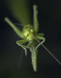 Little green grasshopper caught looking at camera macro photography