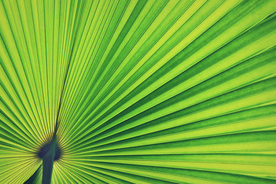 Full frame shot of palm leaves