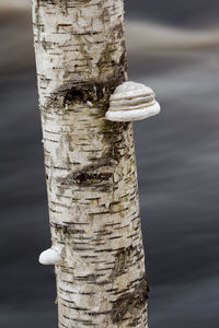 Close-up of wooden post on tree trunk