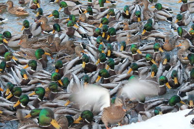 High angle view of birds