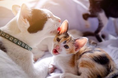 Close-up of cats kitten