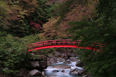 Arch bridge in forest