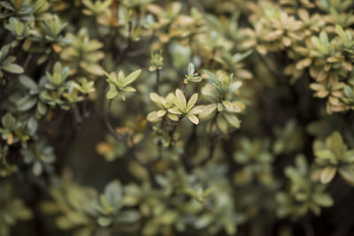Close-up of flowering plant