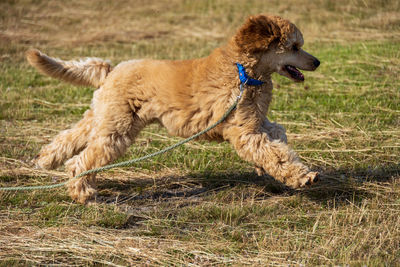 Dog running on field