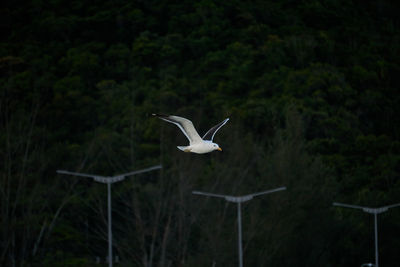 Bird flying in a forest
